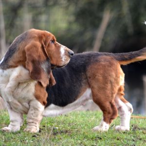 Take a look at the Basset Hound